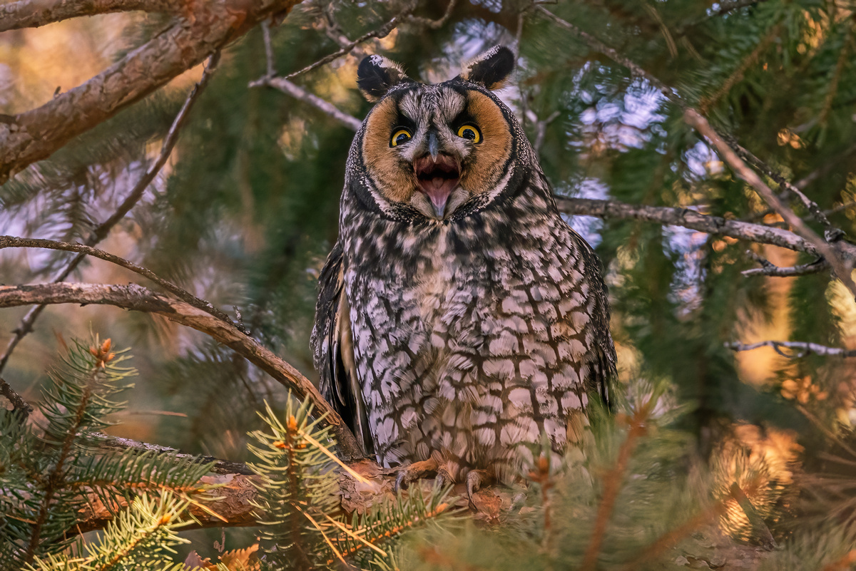 Impression de cadre personnalisé
