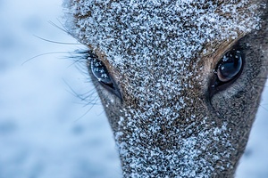 Deer Eye to Eye