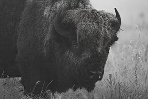 Bison BW