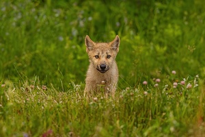 Wolf Pup