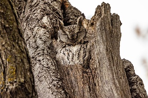 Screech Owl 4