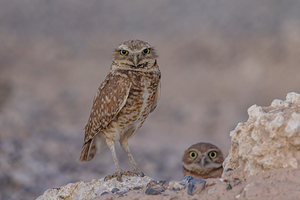 Burrowing Owl