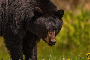 Black Bear
