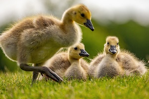 Goslings