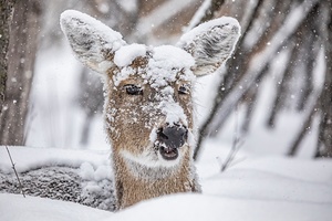Funny Deer