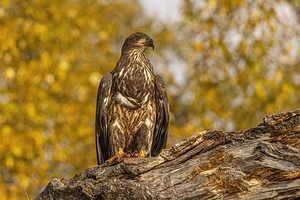 Bald Eagle Fall Time