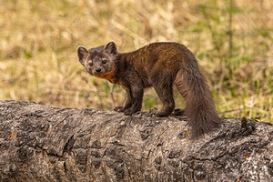 Pine Marten 2