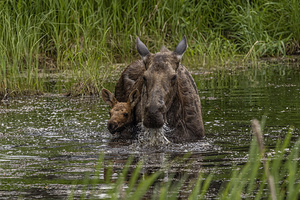 Moose Calf and Mom