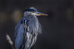 Blue Heron