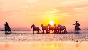 Camargue Horses Sunset
