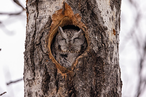 Screech Owl