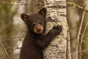 Cute Bear Cub