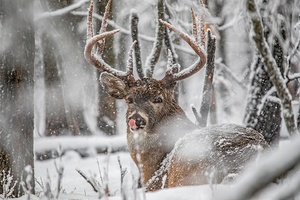 Buck Snowy Day