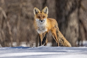 Red Fox Mother