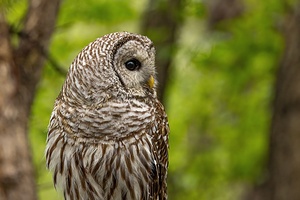 Barred Owl