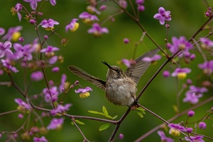Hummingbird in Flower Frame