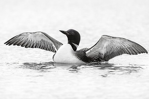 Loon BW