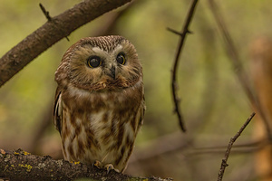 Saw Whet Owl 2