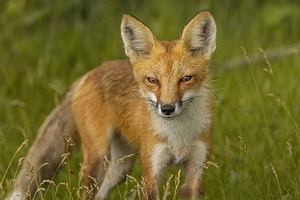 Red Fox