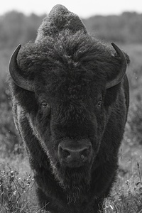 Bison BW 2