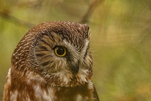 Saw Whet Owl 3