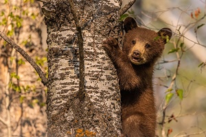 Black Bear Cub 3
