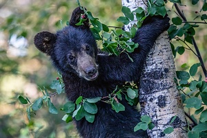 Black Bear Cub 5