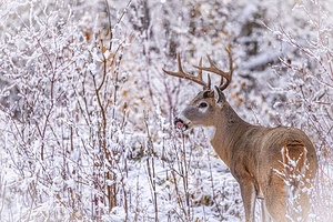 Buck Winter Day