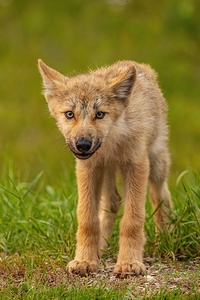 Wolf Pup 2