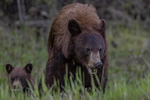 Mom and Cub