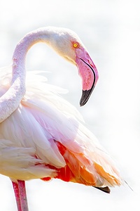 Wild Pink Flamingo
