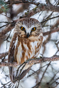 Saw Whet Owl 6