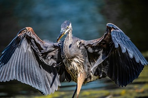 Blue Heron 2