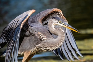 Blue Heron 2