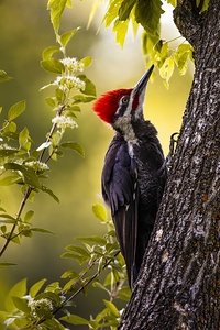 Pileated Woodpecker 2