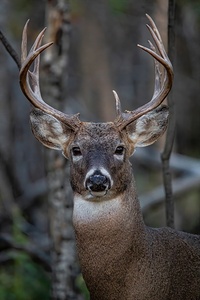Big Buck 2