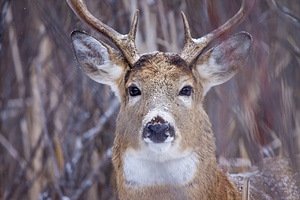 Buck Portrait 3