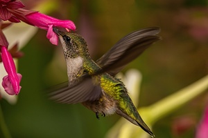 Hummingbird 2