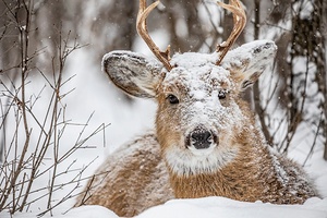 Buck under the Snow