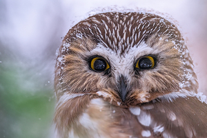 Saw Whet Owl