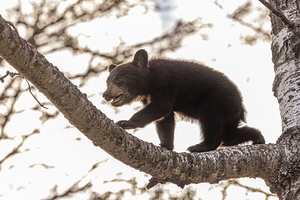 Black Bear Cub 2