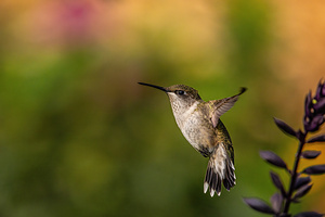Hummingbird 3