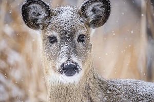 Cute Deer 2