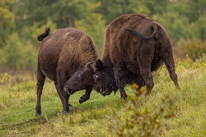 Bison Fight
