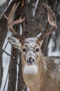 Big Buck