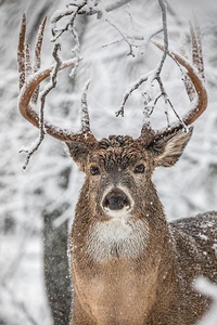 Big Buck Winter