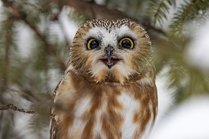 Saw Whet Owl 5