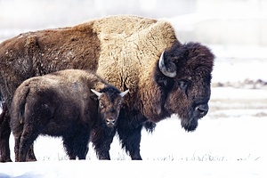Bison Mom and Cub
