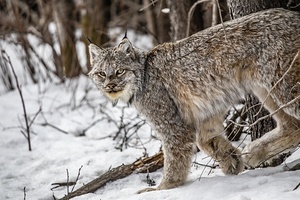 Lynx