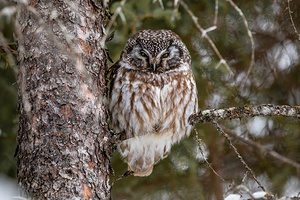 Boreal Owl 2